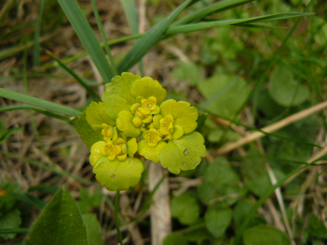 Chrysosplenium alternifolium